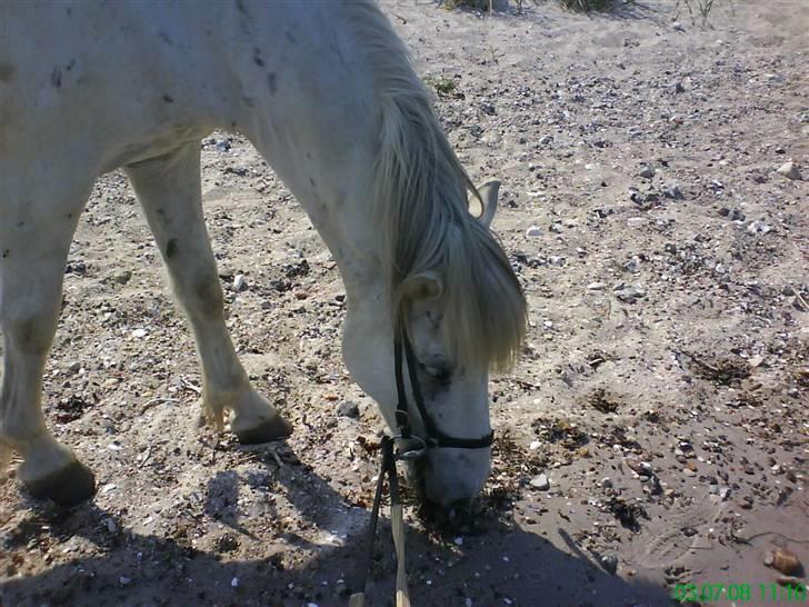 Islænder Surtur fra Fårup - Fra vores første ridetur, Surtur nipser lige lidt tang ;) billede 6