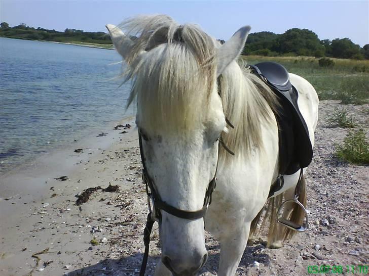 Islænder Surtur fra Fårup - ja okay da.. ser du måske altid smuk ud?? ;) hehe billede 7