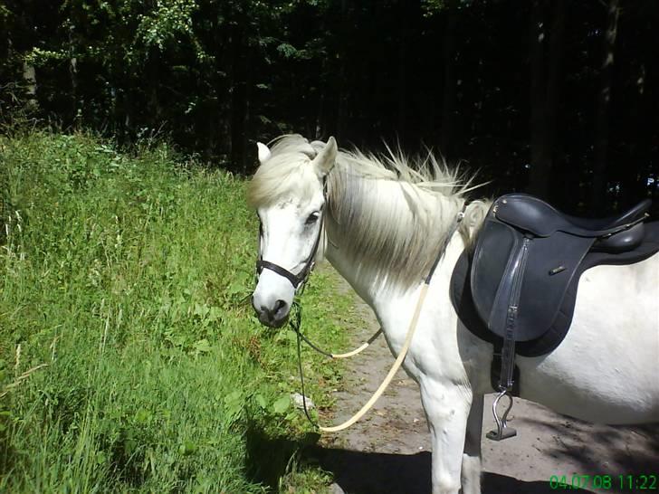 Islænder Surtur fra Fårup - MMMHHHH har var der lige lidt lækkert græs :D billede 8