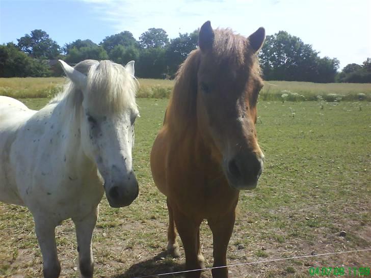 Islænder Surtur fra Fårup - Surtur er ved at gå til af varme, men Ægir er klar ;) billede 9