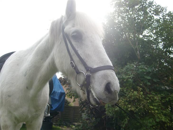 Islænder Surtur fra Fårup - På besøg hjemme i min have... Mhh her var maange dejlige æbler ;) billede 10