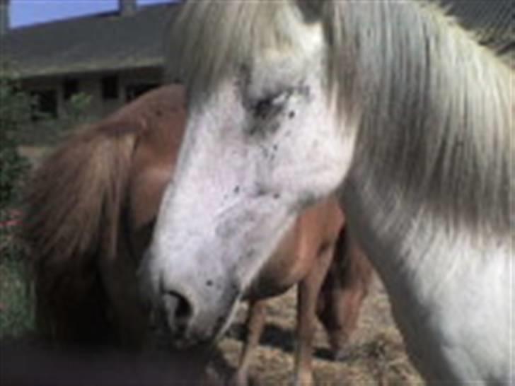 Islænder Surtur fra Fårup - Ih altså kan du ikke se jeg prøver på at sove?? ;) billede 11