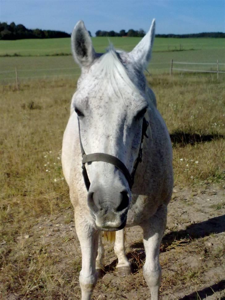 Anglo Araber (AA) Isak  (part)  R.I.P billede 8