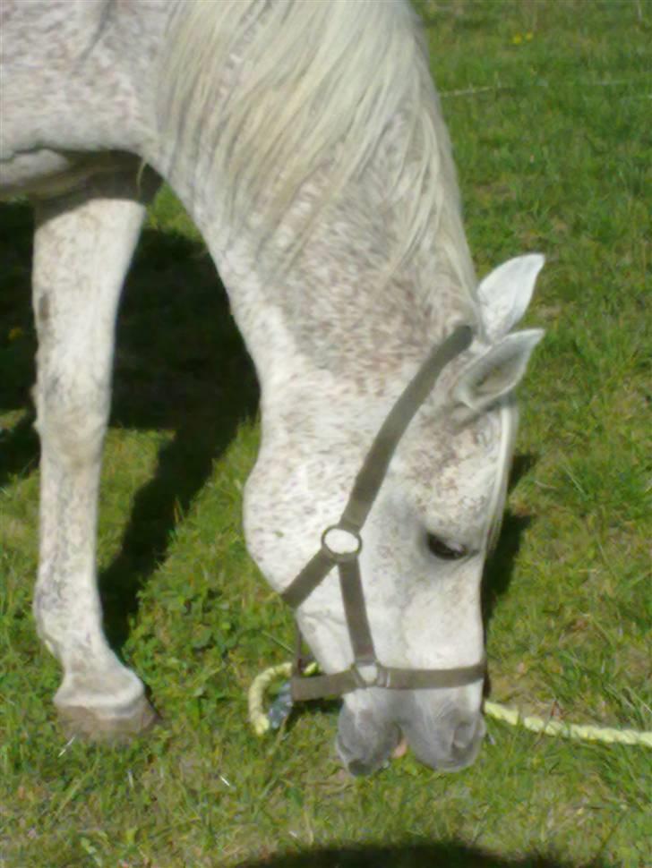 Anglo Araber (AA) Isak  (part)  R.I.P billede 11