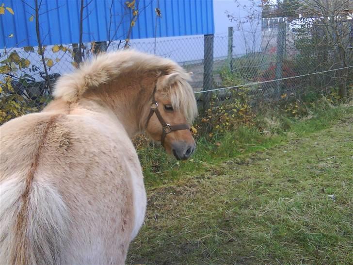 Anden særlig race tøsen billede 1