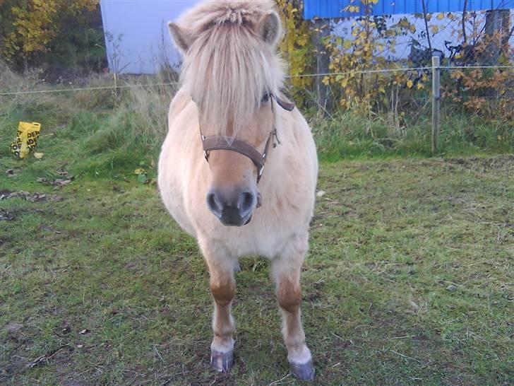 Anden særlig race tøsen billede 2