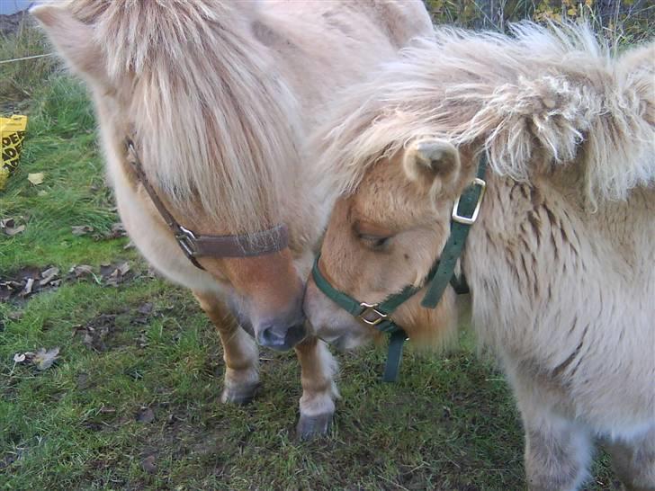 Anden særlig race tøsen - mor og datter kysser billede 3