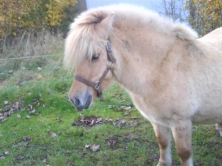 Anden særlig race tøsen billede 4