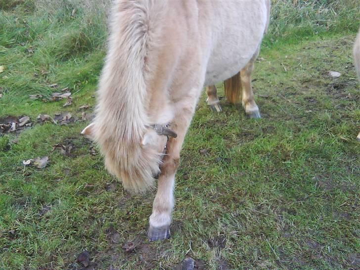 Anden særlig race tøsen billede 5