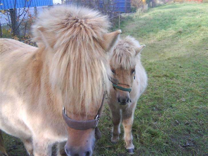 Anden særlig race tøsen billede 6