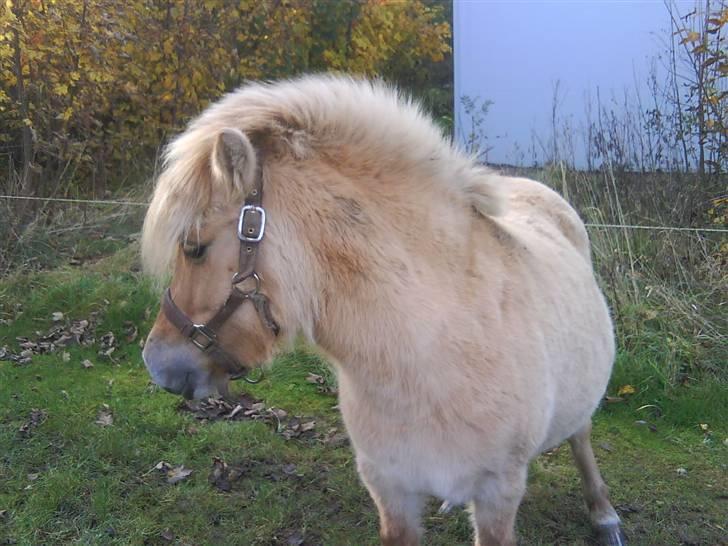Anden særlig race tøsen billede 7