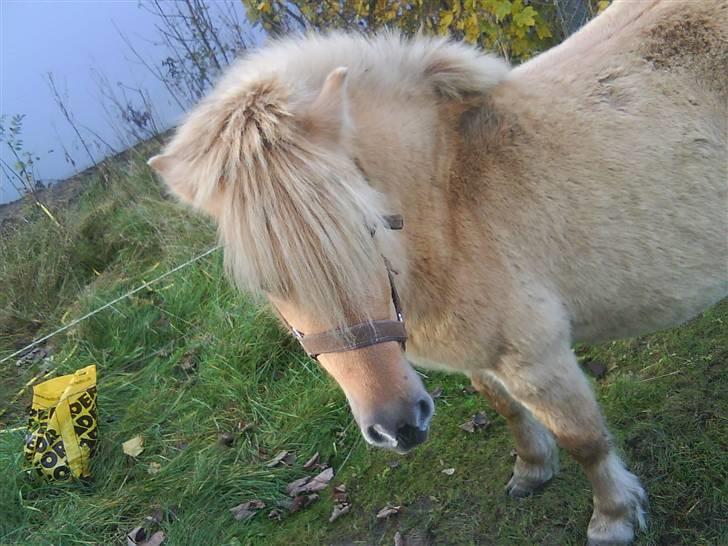 Anden særlig race tøsen billede 8