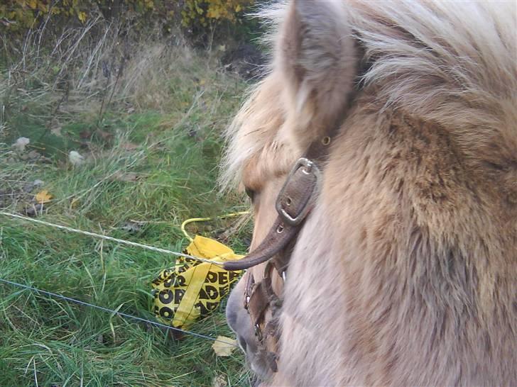 Anden særlig race tøsen billede 9