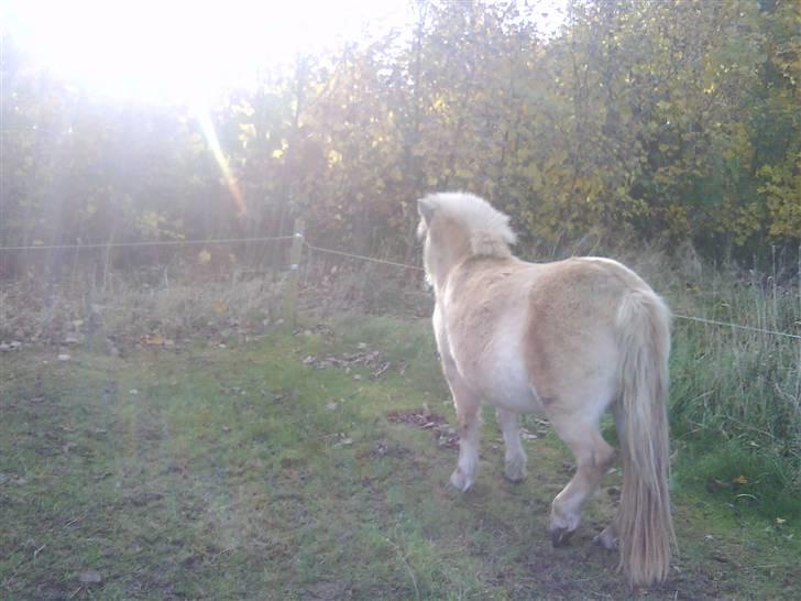 Anden særlig race tøsen billede 10
