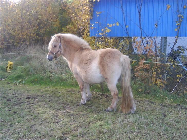 Anden særlig race tøsen billede 11