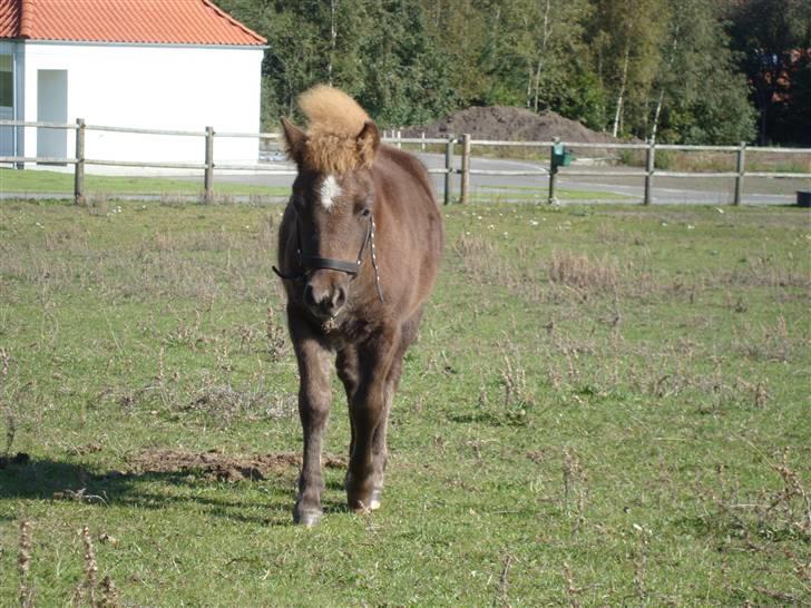 Shetlænder Stjerne billede 18