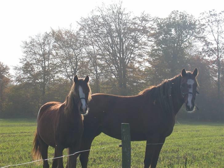 DSP Vesterskovens Chili - Mor og datter. billede 7