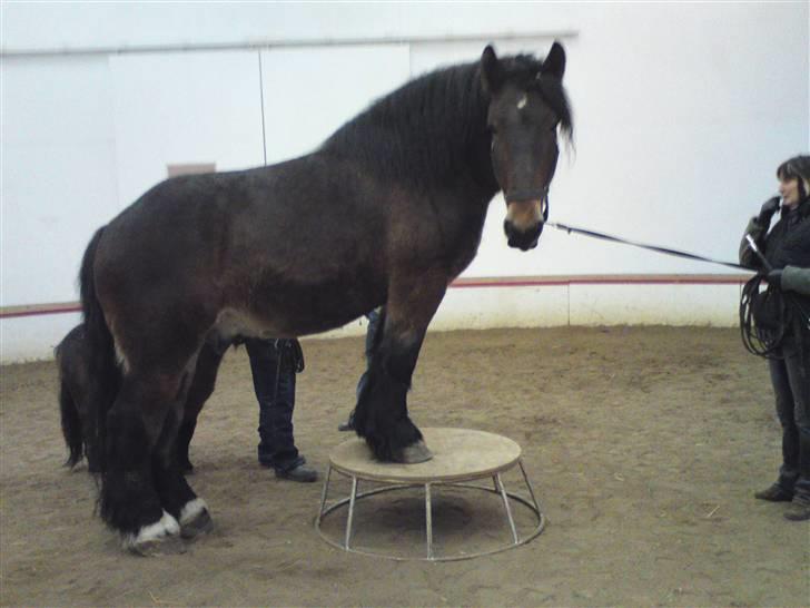 Belgier Bormosen´s Rollo (Hercules)  *SOLGT*  :´( - træning med Hercules & Monty billede 1