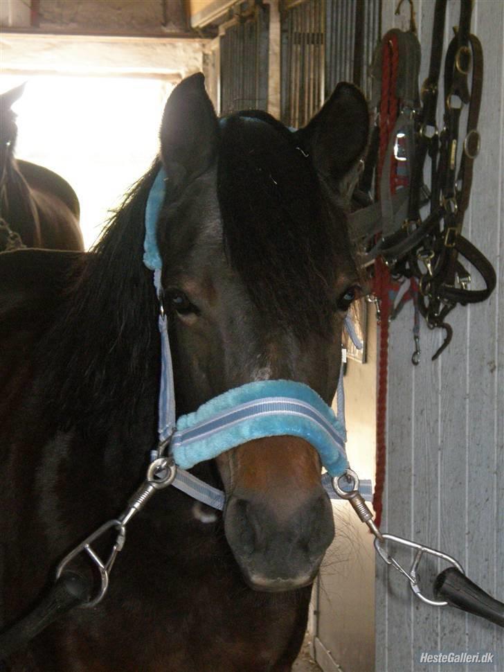 New Forest Roløkke Chablis billede 19