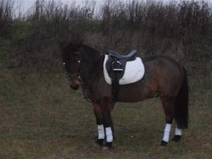 Anden særlig race lucas kahlua - kalle drengen :-) billede 1