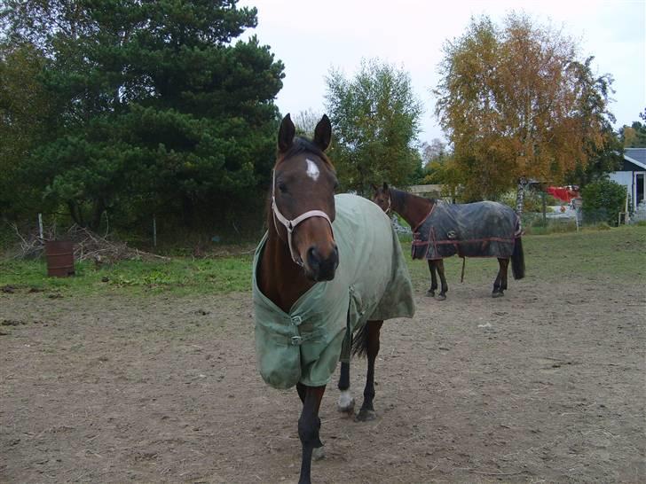 Anden særlig race Zorella  billede 7