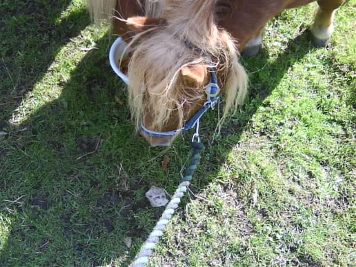 Anden særlig race sam (passer) billede 8