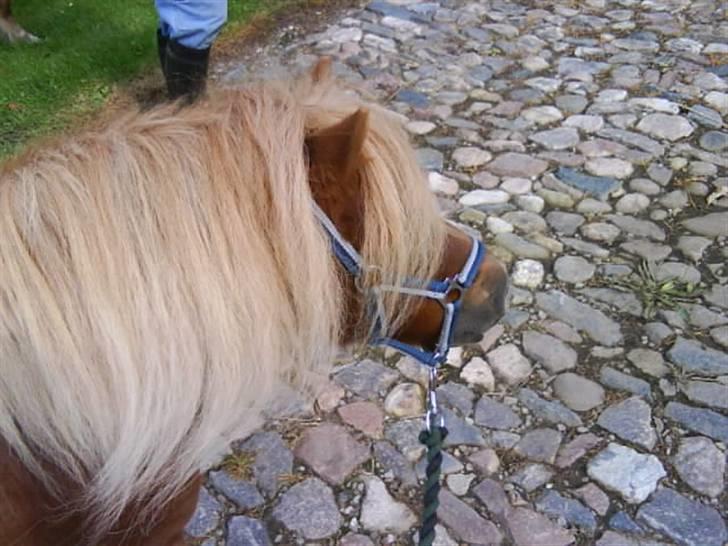 Anden særlig race sam (passer) billede 9