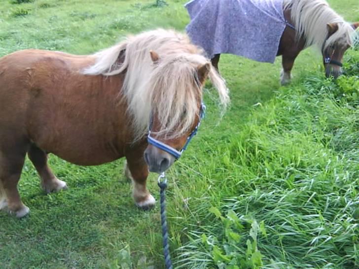 Anden særlig race sam (passer) billede 10