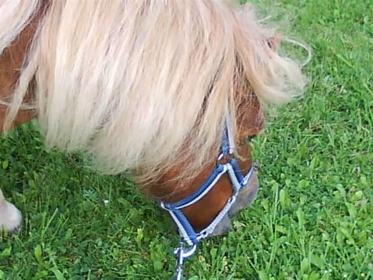 Anden særlig race sam (passer) billede 11