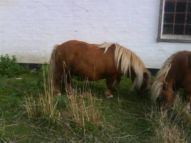 Anden særlig race sam (passer) billede 12