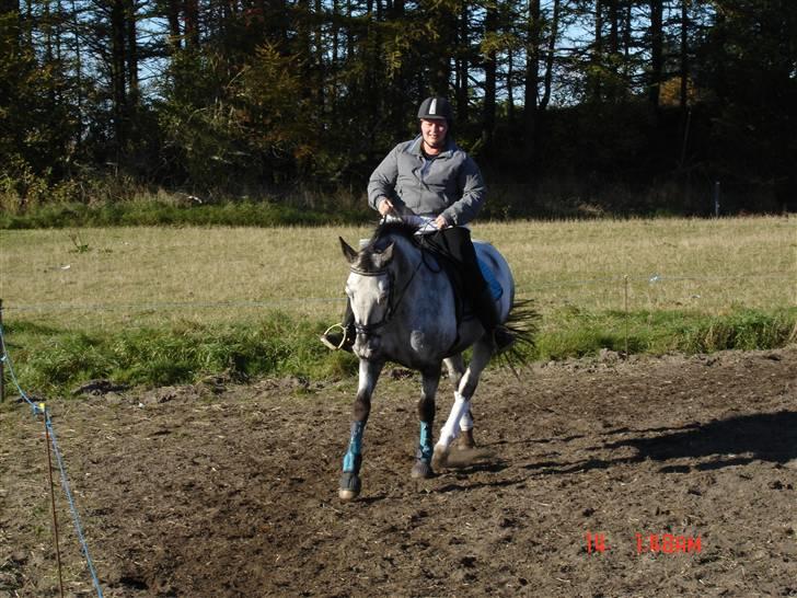 Knabstrupper Thunder Grey billede 17