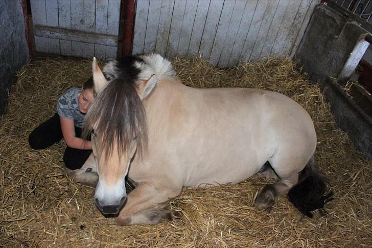 Fjordhest Kenzo - 16) du er SÅ fin ;D you and me forever<33 billede 15