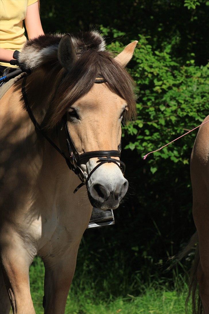 Fjordhest Kenzo - 17) Sommerdag <3  billede 16