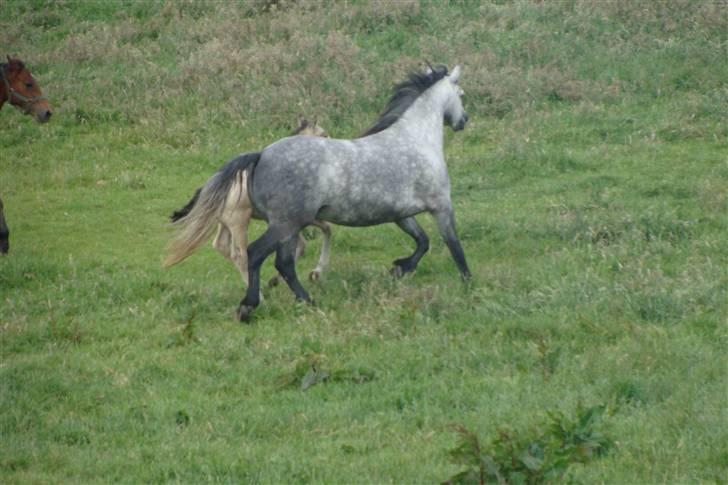 Connemara Hesselholts Lilli Marlen - SOLGT billede 19