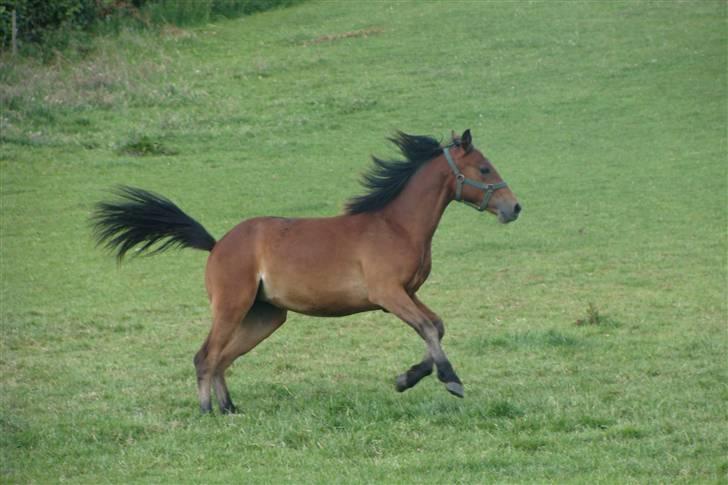 DSP Hesselholts Emily - SOLGT billede 10