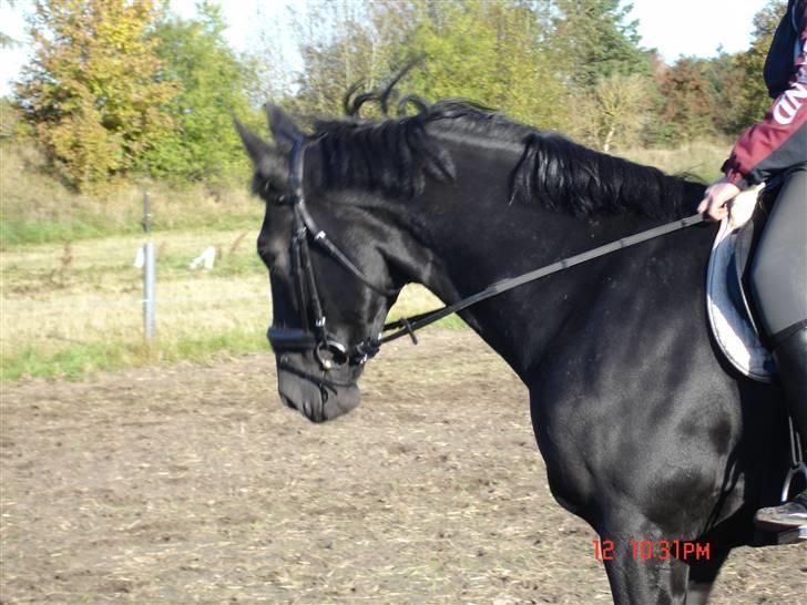 Hollandsk Varmblod Zorro B billede 1