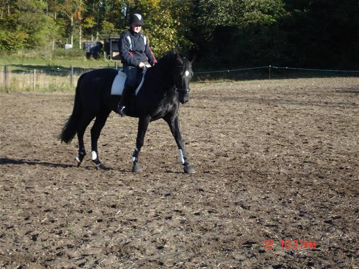 Hollandsk Varmblod Zorro B billede 2