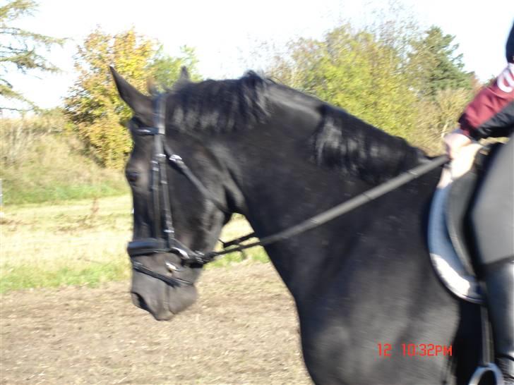 Hollandsk Varmblod Zorro B billede 3