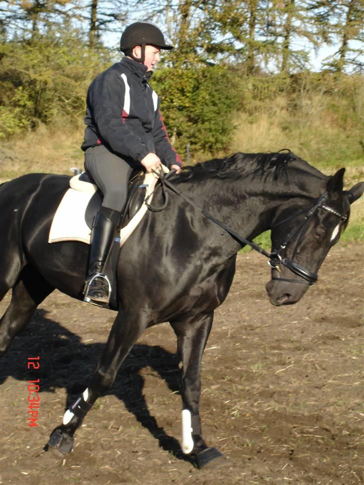 Hollandsk Varmblod Zorro B - zorro og frederik træner billede 4