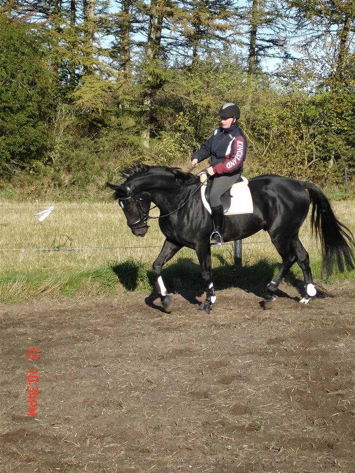 Hollandsk Varmblod Zorro B - zorro og frederik træner billede 5