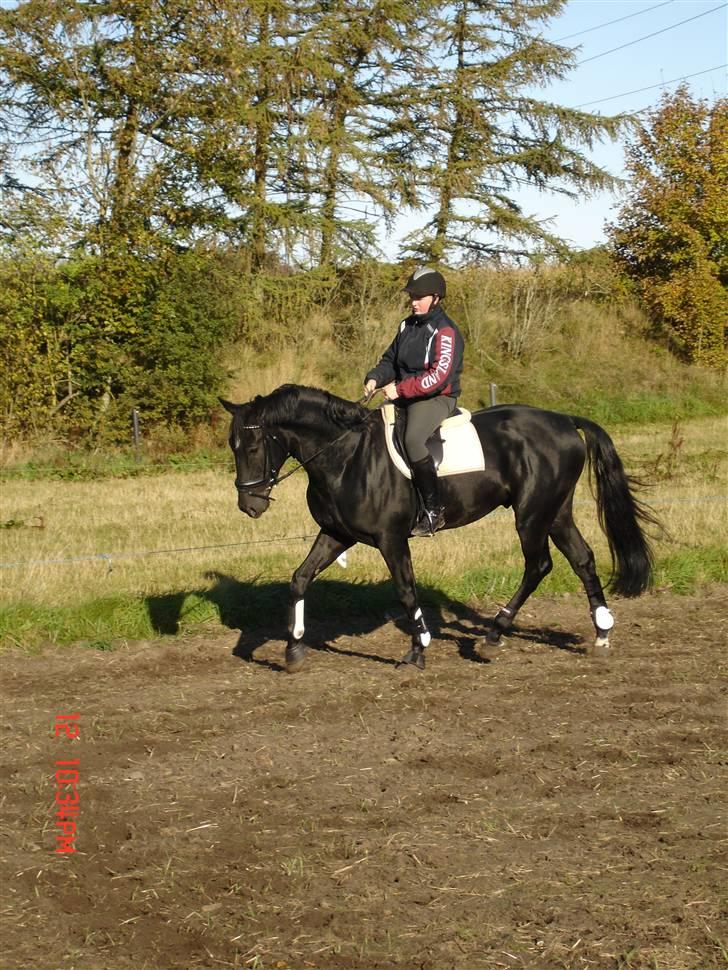 Hollandsk Varmblod Zorro B - zorro og frederik træner billede 6