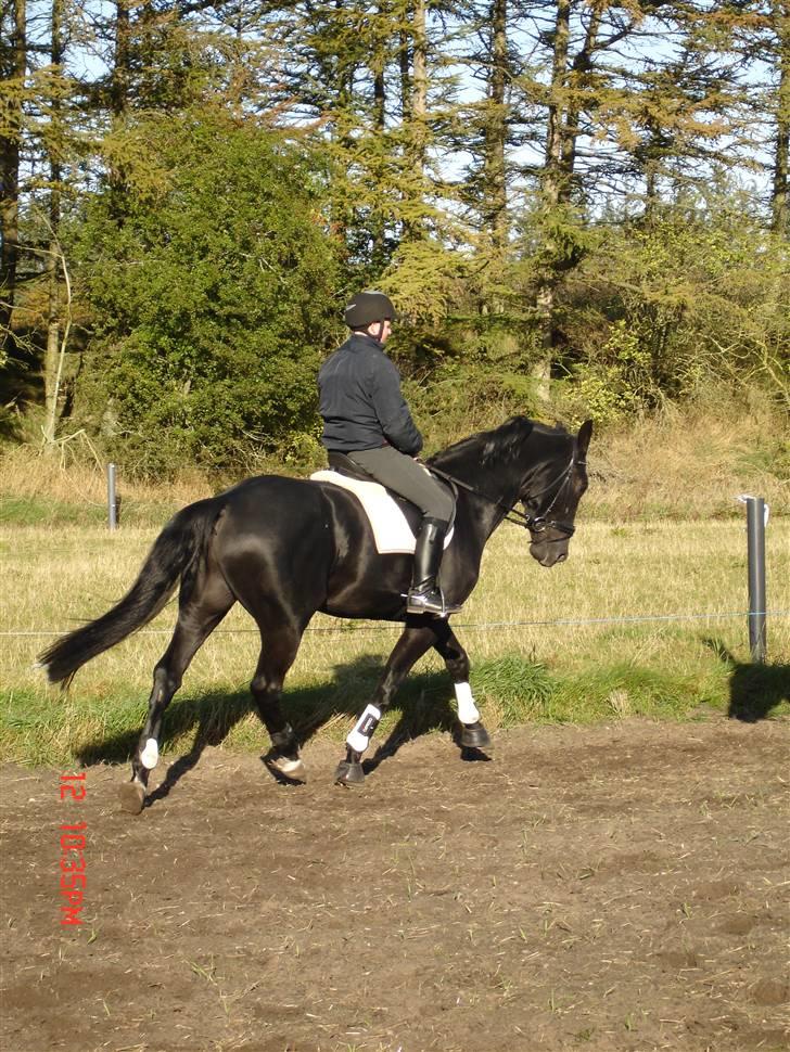 Hollandsk Varmblod Zorro B - zorro og frederik træner billede 7