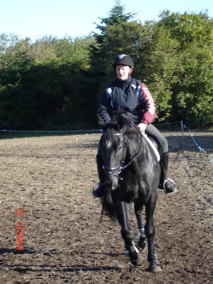 Hollandsk Varmblod Zorro B - zorro og frederik træner billede 8