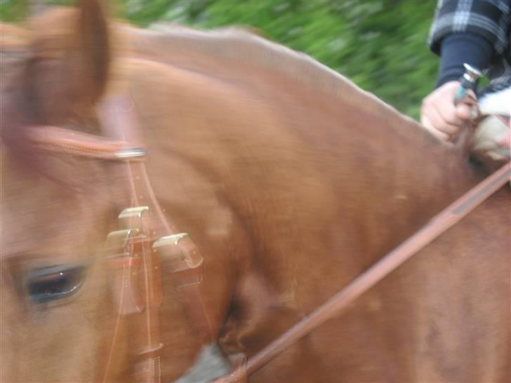 DSP Frederik billede 11