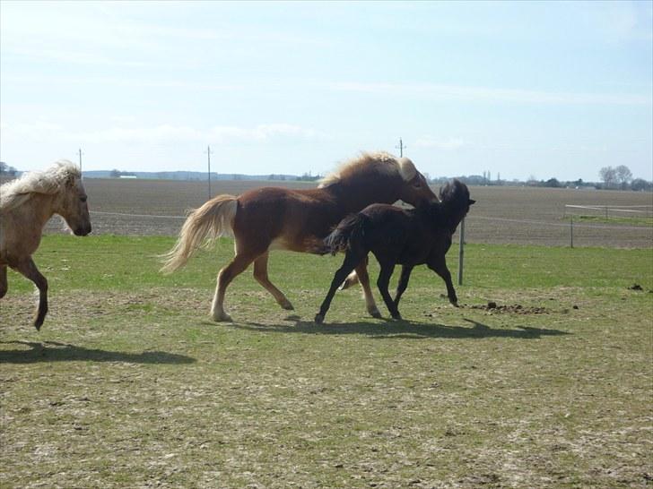 Islænder Leikur fra Worregård solgt  - #19 nyt. lege med drenge billede 12