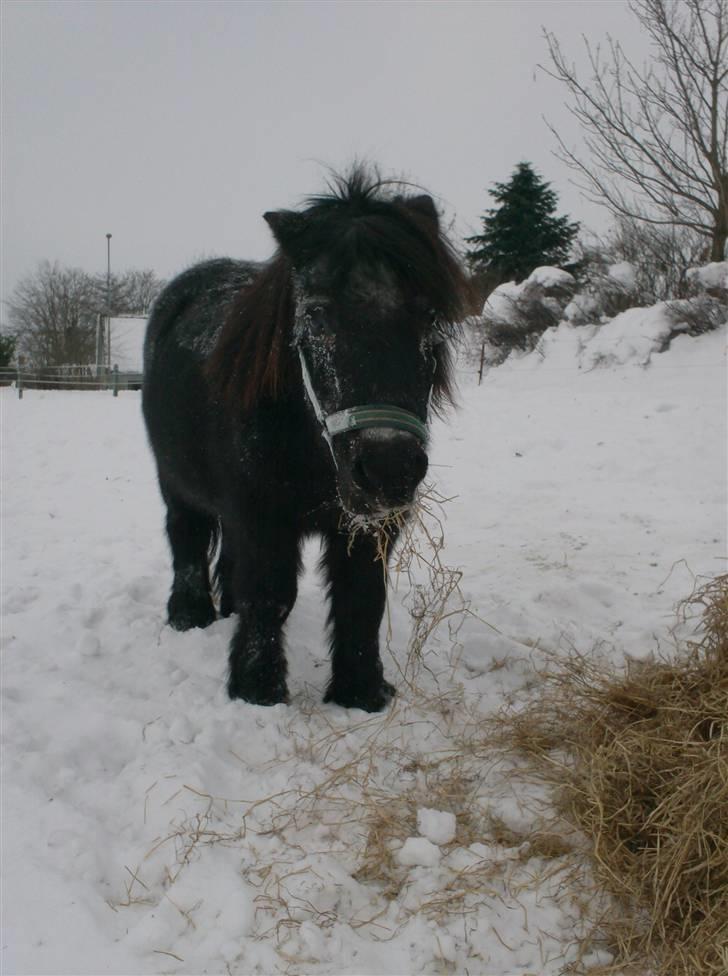 Shetlænder Willy   billede 2