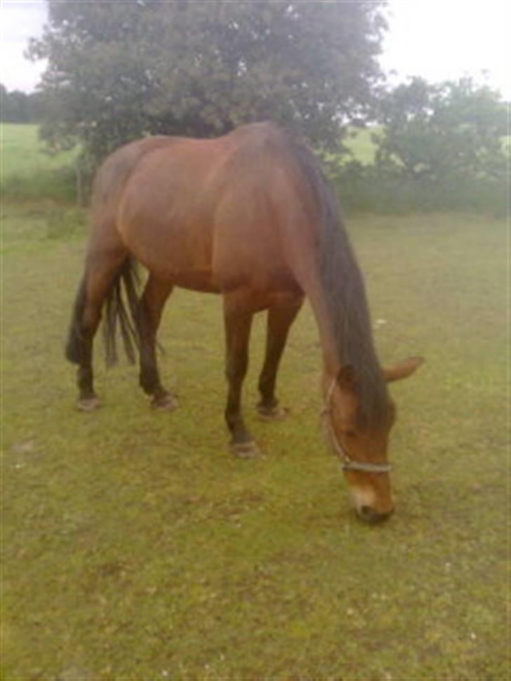 Holstener Chateau  *rider ikke mer* - her er hun på fold, det er et af de billeder Anne-Beth (hendes ejer) sendte til mig inden jeg skulle ud at se hende :D billede 15