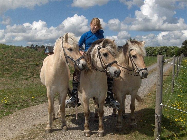 Fjordhest *Emil* - *bemærk Ellens seje rulleskøjter xD Man kan multi-taske (maj 2011) billede 5