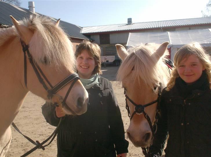 Fjordhest marco østerkær  - marco og mig- lisette og sandra - revsø  billede 5