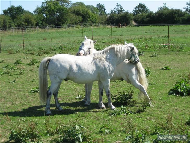 Anden særlig race Nunu billede 16